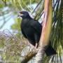 wingardian-black-hawk.jpg